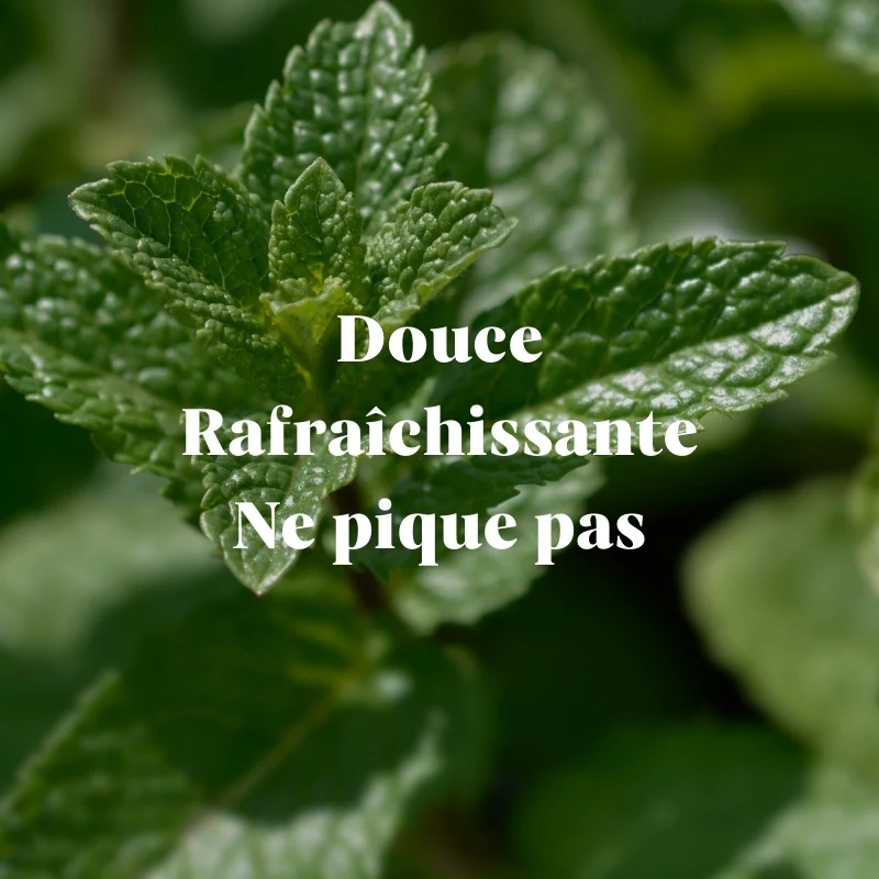 Pack Dentifrice Menthe Douce (7 ans et +)